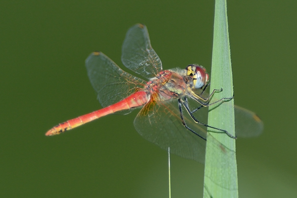 HELP ID 06 - Sympetrum fonscolombii